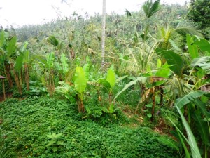Land for sale in Ubud 