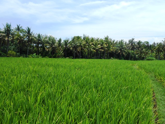  land for sale in Canggu Bali