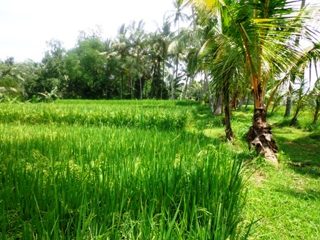 Land for sale in Ubud Bali
