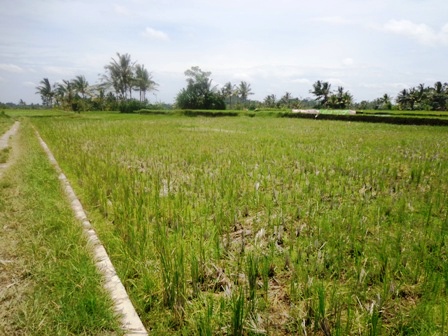  Land for sale in Ubud Bali