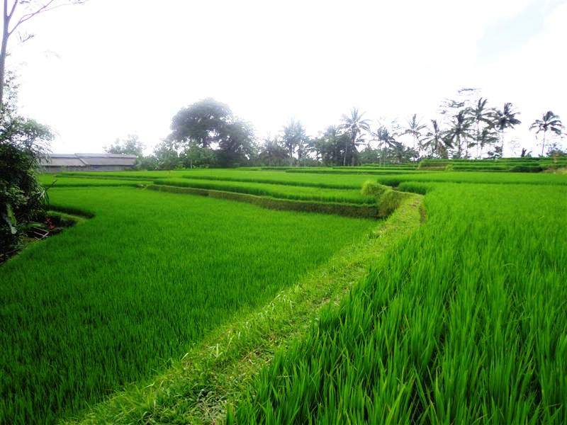 Land for sale in Ubud Bali 