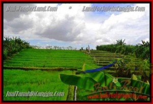 Affordable LAND SALE IN Canggu Pererenan TJCG141